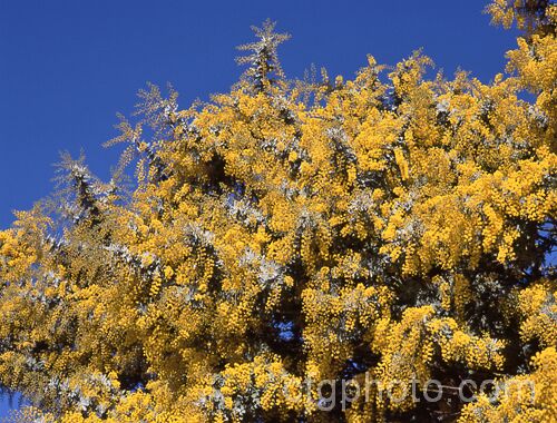 Cootamundra Wattle (<i>Acacia baileyana</i>), a bushy 5-8m tall tree native to south-eastern Australia. One of the most widely cultivated wattles, its flowers open from mid-winter and last well into spring. The ferny, silver-grey foliage is very distinctive. Order: Fabales, Family: Fabaceae