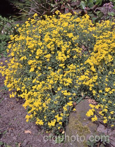 Basket of Gold or Yellow Alyssum (<i>Aurinia saxatilis</i>), a spring-flowering ground-cover perennial native to central and southeastern Europe. A wide range of cultivars is grown. aurinia-2390htm'>Aurinia. .