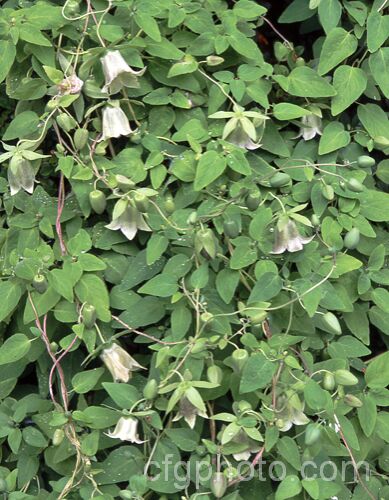 Bonnet Bellflower (<i>Codonopsis pilosula subsp. tangshen [syn. Codonopsis tangshen]), a summer-flowering twining perennial that will grow to 2m high with suitable support. It is native to western China. codonopsis-2813htm'>Codonopsis. <a href='campanulaceae-plant-family-photoshtml'>Campanulaceae</a>.