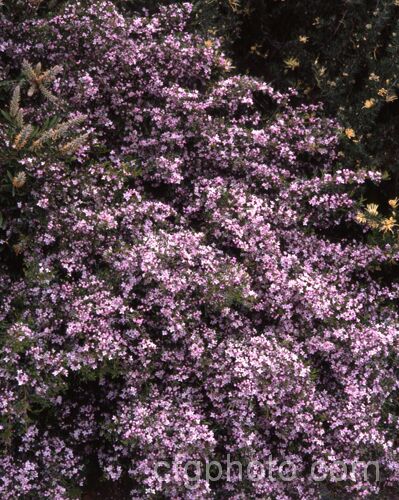 Pinnate Boronia (<i>Boronia pinnata</i>), a 15m tall, evergreen, late winter to early spring-flowering shrub native to New South Wales, Australia. The pinnate leaves are made up of 5-9 narrow segments and the light pink flowers are not scented. Order: Sapindales, Family: Rutaceae