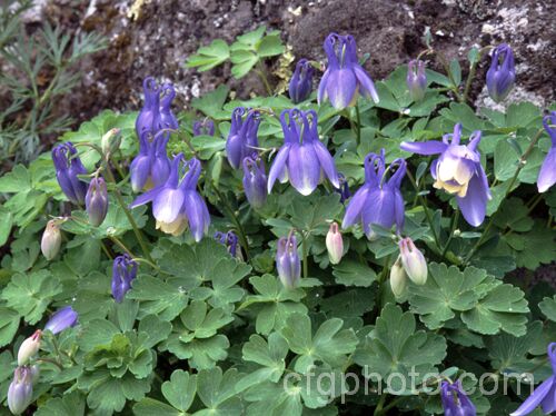 Aquilegia flabellata (syn. Aquilegia akitensis</i>) 'Kurilensis', a very dwarf cultivar, around 10cm high, of a 20-50cm tall, spring-flowering perennial native to Japan. A charmingly graceful and delicate plant that is popular for rockeries. Order: Ranunculales, Family: Ranunculaceae