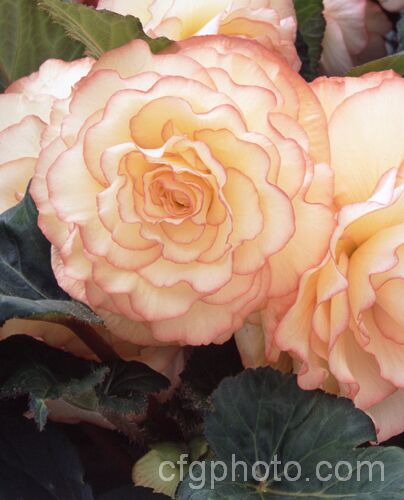 <i>Begonia x tuberhybrida</i> 'Fred Martin', one of the many fancy-flowered tuberous begonias, a group of hybrids derived from several Andean species. Order: Cucurbitales, Family: Begoniaceae