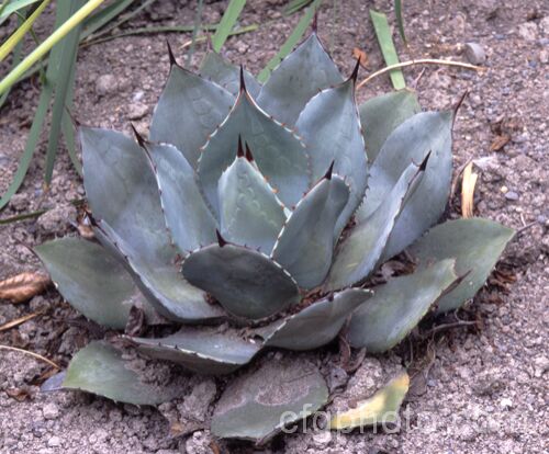 <i>Agave parryi</i> var. <i>huachucensis</i> (syn. <i>Agave huachucensis</i>), a compact natural variety of a monocarpic evergreen succulent native to Arizona, USA and neighbouring parts of Mexico. The flower spike can grow to 3.5m tall Order: Asparagales, Family: Asparagaceae