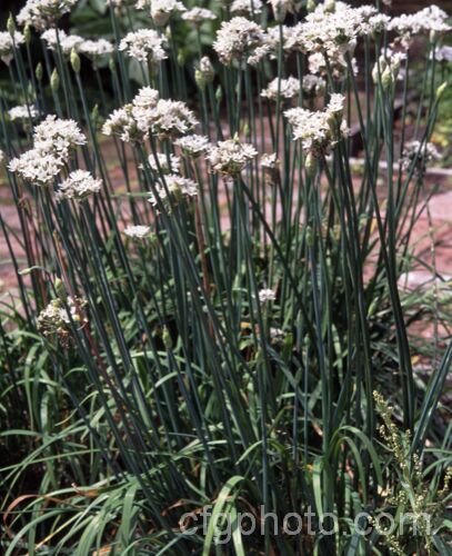 Chinese or Garlic. Chives (<i>Allium tuberosum</i>), a bulbous-rooted. East Asian perennial grown mainly for its rather garlic-scented and flavoured foliage. allium-2045htm'>Allium.