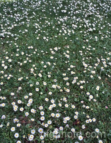 A large patch of Bellis. Daisy or Lawn. Daisy (<i>Bellis perennis</i>), this small Eurasian perennial is a common lawn and pasture weed, though its cultivated forms are popular bedding plants. bellis-2198htm'>Bellis.