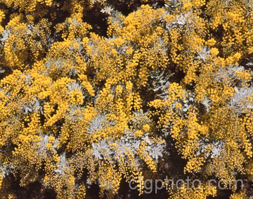 Cootamundra Wattle (<i>Acacia baileyana</i>), a bushy 5-8m tall tree native to south-eastern Australia. One of the most widely cultivated wattles, its flowers open from mid-winter and last well into spring. The ferny, silver-grey foliage is very distinctive. Order: Fabales, Family: Fabaceae