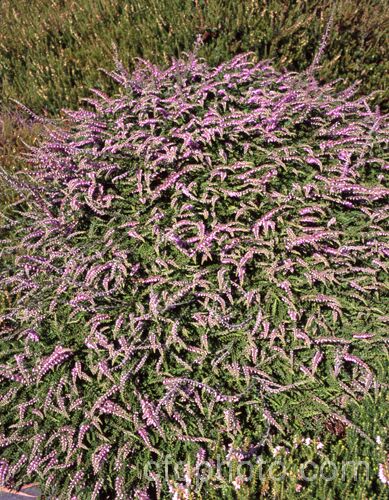 Calluna vulgaris 'Sister. Anne', a low-growing, silver-foliaged cultivar of Scotch heather or ling, found in Cornwall by Anne. Moseley and named after her by her sister. Foliage darkens in winter. calluna-2108htm'>Calluna. Order: Ericales, Family: Ericaceae