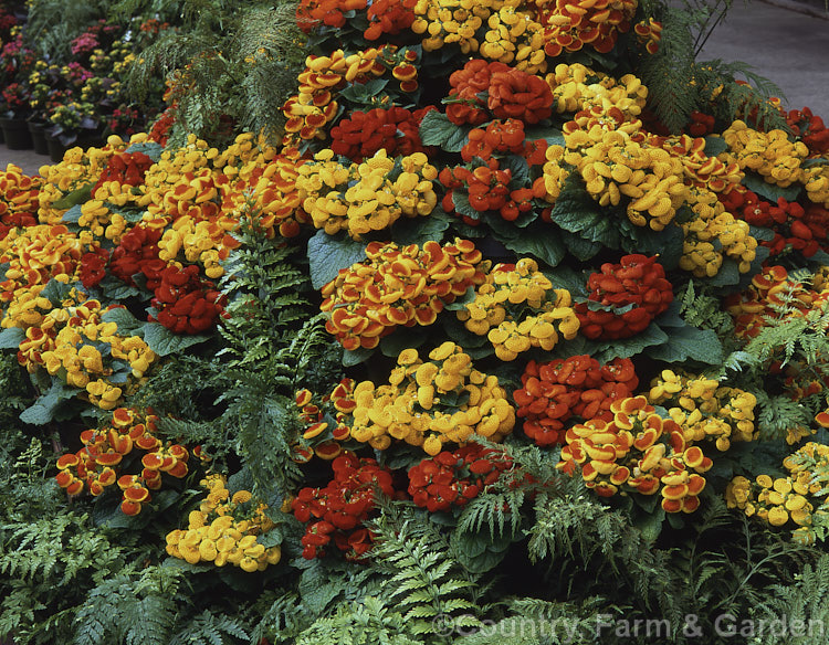 Herbeohybrida Calceolaria: these hybrids (<i>Calceolaria crenatiflora x C corymbosa x C cana</i>) are usually used as winter greenhouse plants or summer bedders.