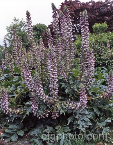 Bear's Breeches (<i>Acanthus mollis</i>), a usually evergreen summer-flowering perennial native to southwest Europe and North Africa. It was often featured in ancient Greek and Roman designs. Order: Lamiales, Family: Acanthaceae