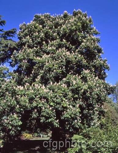 Horse Chestnut (<i>Aesculus hippocastanum</i>), a 15-25m tall tree from Greece, Albania and Bulgaria. The spring-borne flowers develop into spiky fruiting bodies, each containing two hard nuts. Order Sapindales, Family: Sapindaceae