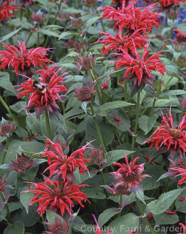 Monarda didyma 'Gardenview. Scarlet', a red-flowered Bergamot or Bee. Balm. This cultivar grows around 1m tall, flowers particularly heavily and is mildew resistant. monarda-3154htm'>Monarda.