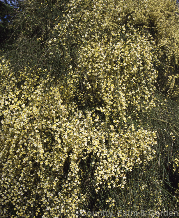 Warminster Broom (<i>Cytisus x praecox [Cytisus multiflorus x Cytisus purgans]), very similar to Cytisus multiflorus, this garden hybrid broom is a near-leafless shrub that is a mass of flower in spring. Order: Fabales, Family: Fabaceae>