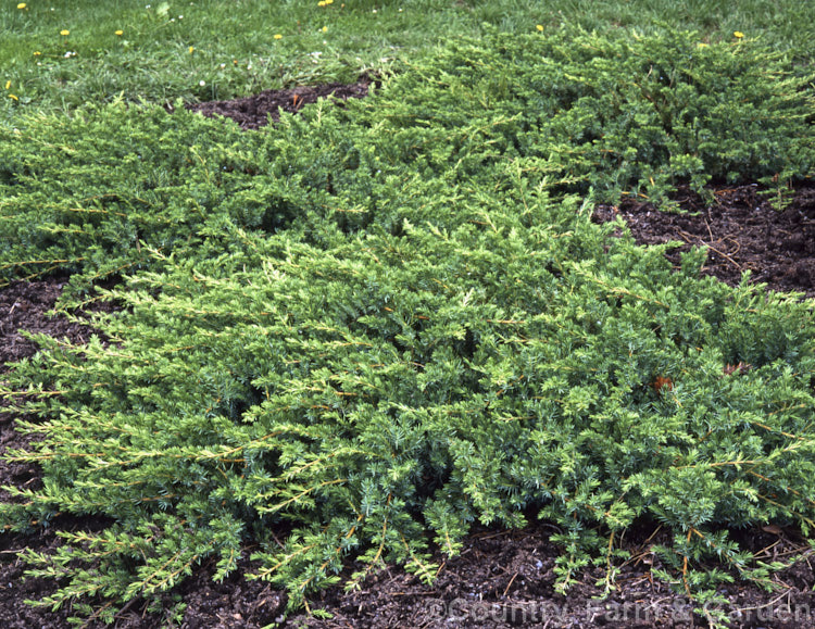Juniperus rigida var. conferta 'Emerald. Sea', a very low, spreading, bright green- to grey-green-foliaged cultivar of the Shore Juniper of Japan and SakhalinIsland The foliage yellows somewhat in winter. Order: Pinales, Family: Cupressaceae