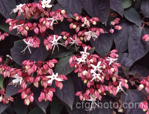 Clerodendrum trichotomum, a Japanese, deciduous, autumn-flowering shrub or small tree. The flowers are followed by small bright blue fruit backed by red-pink calyces. clerodendrum-2284htm'>Clerodendrum.