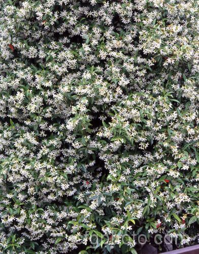 Star Jasmine (<i>Trachelospermum jasminoides</i>), an evergreen climber native to China. Its flowers are very fragrant and appear mainly in summer. trachelospermum-3362htm'>Trachelospermum. Order: Gentianales, Family: Apocynaceae