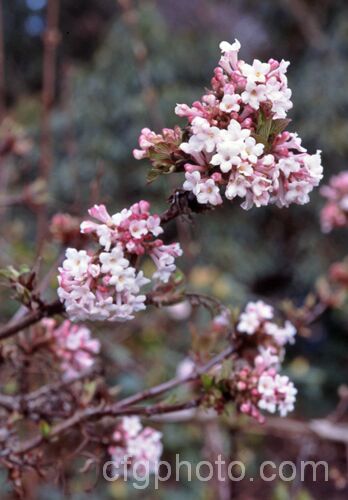 Viburnum x bodnantense (<i>Viburnum farreri x Viburnum grandiflorum</i>), a 3m tall, fragrant, winter-flowering hybrid between two deciduousAsian shrubs. It was raised in the 1930s at Bodnant in Wales. viburnum-2081htm'>Viburnum. <a href='adoxaceae-plant-family-photoshtml'>Adoxaceae</a>.