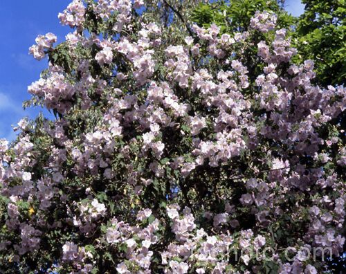 <i>Abutilon vitifolium</i>, a large spring- to summer-flowering shrub or small tree native to Chile. It grows quickly but is inclined to be short-lived. Order: Malvales, Family: Malvaceae