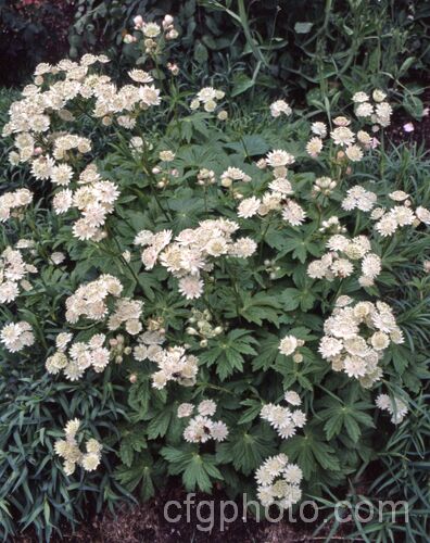 Greater Masterwort (<i>Astrantia major</i>), a much-cultivated central and eastern European perennial the flower stems of which are up to 80cm tall. There are many garden forms. astrantia-2384htm'>Astrantia.