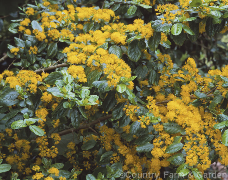 Azara serrata, an evergreen shrub or small tree native to Chile. It blooms in spring and although the flowers are similar to those of its better-known relative the Vanilla. Tree (<i>Azara microphylla</i>), they are larger and unscented. azara-2391htm'>Azara. <a href='salicaceae-plant-family-photoshtml'>Salicaceae</a>.