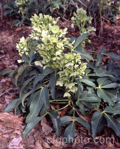 Helleborus argutifolius (syn. Helleborus corsicus</i>), an evergreen, winter- to early spring-flowering perennial native to Corsica and Sardinia. It can grow to as much as 1m tall but often has a sprawling habit and may support itself on shrubs or tree trunks.