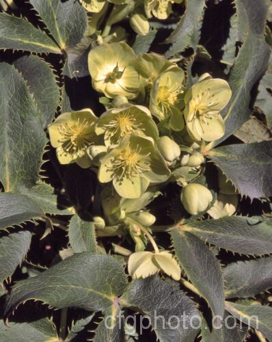 Helleborus argutifolius (syn. Helleborus corsicus</i>), an evergreen, winter- to early spring-flowering perennial native to Corsica and Sardinia. It can grow to as much as 1m tall but often has a sprawling habit and may support itself on shrubs or tree trunks. Order: Ranunculales, Family: Ranunculaceae