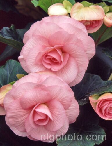 <i>Begonia x tuberhybrida</i> 'Venus', one of the many fancy-flowered tuberous begonias, a group of hybrids derived from several Andean species. Order: Cucurbitales, Family: Begoniaceae