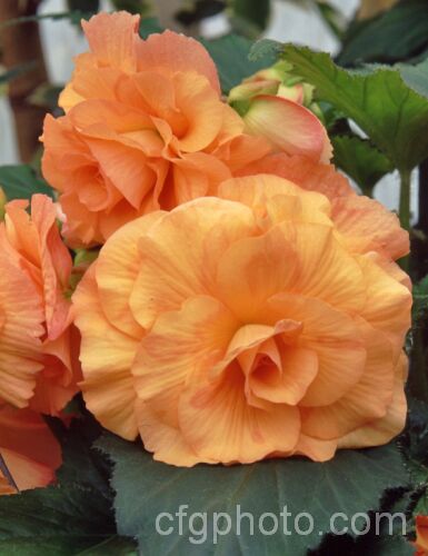 <i>Begonia x tuberhybrida</i> 'Desert Song', one of the many fancy-flowered tuberous begonias, a group of hybrids derived from several Andean species. Order: Cucurbitales, Family: Begoniaceae