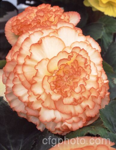 <i>Begonia x tuberhybrida</i> 'Orange Crush', one of the many fancy-flowered tuberous begonias, a group of hybrids derived from several Andean species. Order: Cucurbitales, Family: Begoniaceae