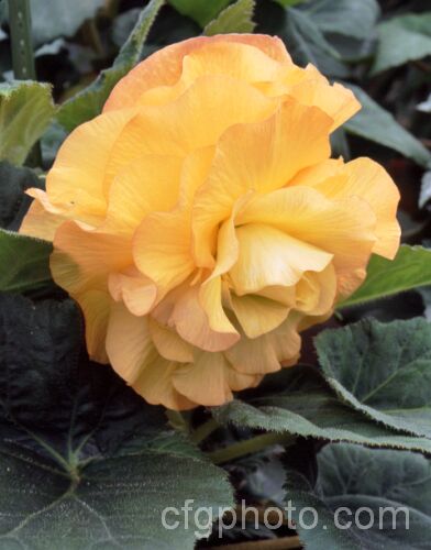 <i>Begonia x tuberhybrida</i> 'Pumpkin', one of the many fancy-flowered tuberous begonias, a group of hybrids derived from several Andean species. Order: Cucurbitales, Family: Begoniaceae