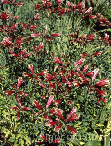 Alstroemeria psittacina, a heavy-flowering, fleshy-rooted, summer-flowering perennial native to northern Brazil. It gives a reliable show in gardens but is inclined to be rather invasive. alstroemeria-2321htm'>Alstroemeria.