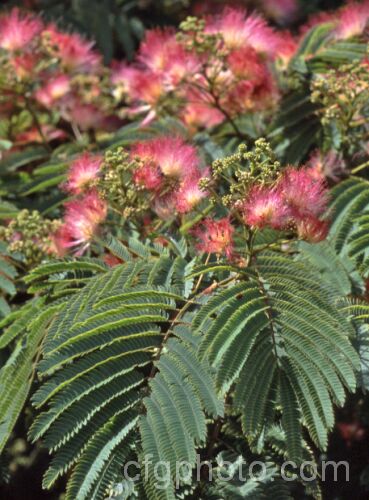 Pink Silk Tree (<i>Albizia julibrissin var. rosea</i>), a deciduous tree found naturally from Iran to Japan. This darker pink flowered variety tends to be a smaller tree than the basic species. albizia-2159htm'>Albizia.