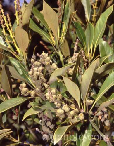 Lithocarpus edulis (syns. Pasania edulis, Quercus edulis</i>), a slow-growing evergreen Japanese tree, one of the tanbark oaks. Order: Fagales, Family: Fagaceae