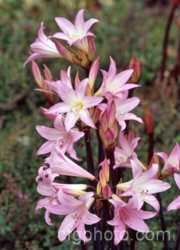 Belladonna Lily or Naked Ladies (<i>Amaryllis belladonna</i>), an autumn-flowering bulb native to South Africa. The flowers appear before the foliage develops. Order: Asparagales, Family: Amaryllidaceae