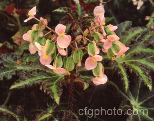 Black Star Begonia (<i>Begonia heracleifolia var. nigricans</i>), a dark-leaved Mexican variety of a Central American perennial with a creeping rhizome, hairy foliage and a flower stems up to 60cm high. Order: Cucurbitales, Family: Begoniaceae