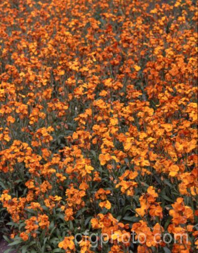 Erysimum 'Taieri. Sunset', a New Zealand -raised orange-flowered perennial wallflower cultivar. erysimum-2241htm'>Erysimum. .