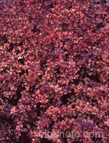 The late summer foliage of Berberis thunbergii 'Rose Glow', a cultivar with pink and white variegation over deep bronze foliage. It does not flower or fruit well and is grown for its foliage. berberis-2186htm'>Berberis. Order: Ranunculales, Family: Berberidaceae