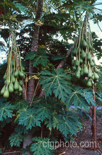 Papaya or Pawpaw (<i>Carica papaya</i>), a native of tropical South America now widely cultivated throughout the tropics and subtropics for its edible fruit. It is not to be confused with the North American Pawpaw (<i>Asimina</i>). Order: Brassicales, Family: Caricaceae