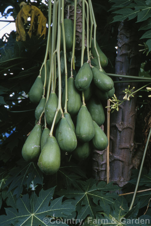 Papaya or Pawpaw (<i>Carica papaya</i>), a native of tropical South America now widely cultivated throughout the tropics and subtropics for its edible fruit. It is not to be confused with the North American Pawpaw (<i>Asimina</i>). Order: Brassicales, Family: Caricaceae