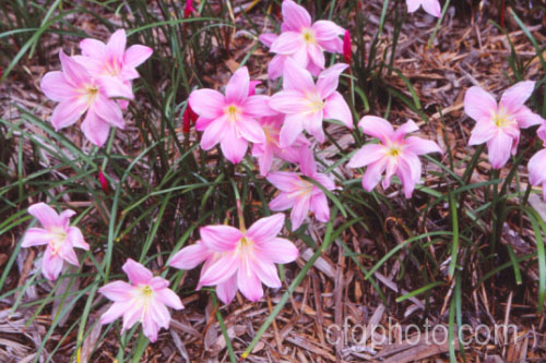 Large Zephyr Flower or Rain Lily (<i>Zephyranthes grandiflora</i>), a Mexican bulb that usually flowers with the first rains after a warm dry period. Order: Asparagales, Family: Amaryllidaceae