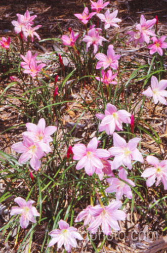 Large Zephyr Flower or Rain Lily (<i>Zephyranthes grandiflora</i>), a Mexican bulb that usually flowers with the first rains after a warm dry period. Order: Asparagales, Family: Amaryllidaceae