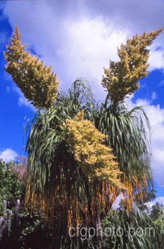 The flowerheads of the Bottle. Palm, Pony. Tail or Elephant Foot. Tree (<i>Beaucarnea recurvata [syn. Nolina recurvata]), an 8m tall species native to southeastern Mexico. The trunk is swollen at the base. In temperate areas it is most often grown as a novelty house plant. beaucarnea-2596htm'>Beaucarnea.