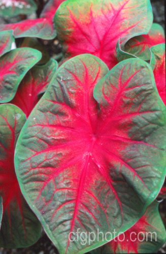 Caladium bicolor 'Frieda Hemple', one of the many fancy-foliaged cultivars of an ornamental foliage perennial originally found in northern South America that has been extensively developed into a myriad of forms for greenhouse and house plant use.