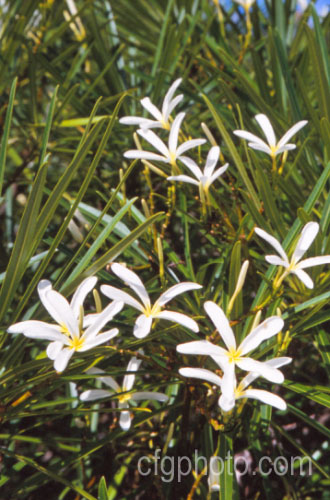 Thai. Plumeria (<i>Plumeria stenophylla</i>), a narrow-leafed species of frangipani. It is usually evergreen, shrubby and grows to around 25m high and wide. Not to be confused with Plumeria stenopetala. plumeria-3225htm'>Plumeria. Order: Gentianales, Family: Apocynaceae