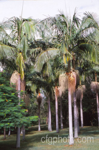 Bangalow. Palm or Piccabeen. Palm (<i>Archontophoenix cunninghamiana</i>), a graceful feather palm to 22m tall found in eastern Australia from Mackay to Batemans. Bay Order: Arecales, Family: Arecaceae