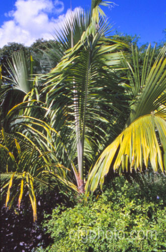 Giant Windowpane. Palm, Manarano. Palm or Maruala. Palm (<i>Beccariophoenix madagascariensis</i>), a feather palm native to Madagascar. It grows to around 8m tall and has a very broad head of foliage. beccariophoenix-2532htm'>Beccariophoenix.