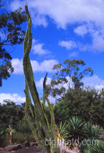 Madagascar. Ocotillo (<i>Alluaudia procera</i>), a very unusual and distinctive deciduous succulent native to Madagascar. In cultivation is develops into a clump of 2-4m tall woody stems that are covered in sharp spines. In the wild, very old plants can be well over 10m tall After rain it produces its foliage and red flowers. Despite the common name it is not related to the American. Ocotillo (<i>Alluaudia procera</i>) <a href='didiereaceae-plant-family-photoshtml'>Didiereaceae</a>.