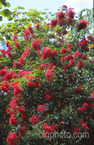 Flaming Beauty (<i>Carphalea kirondron</i>), an evergreen shrub native to Madagascar. The showy bright red bracts enclose small white flowers. Order: Gentianales, Family: Rubiaceae.