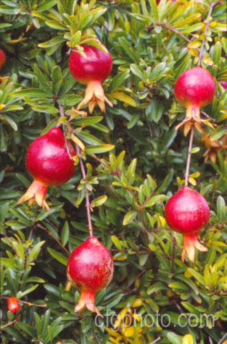 Maturing fruit of the Pomegranate (<i>Punica granatum</i>), a summer- and autumn-flowering 2 x 6m tall shrub or small tree. The fruit needs warm summers to mature. punica-2768htm'>Punica. <a href='lythraceae-plant-family-photoshtml'>Lythraceae</a>.