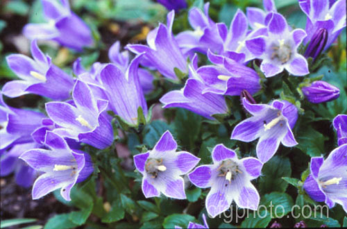 Campanula x pulloides (<i>Campanula carpatica var. turbinata x Campanula pulla</i>), a low, spreading, garden-raised hybrid bellflower with relatively large purple-mauve flowers. Order: Asterales, Family: Campanulaceae