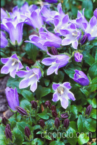 Campanula x pulloides (<i>Campanula carpatica var. turbinata x Campanula pulla</i>), a low, spreading, garden-raised hybrid bellflower with relatively large purple-mauve flowers. Order: Asterales, Family: Campanulaceae